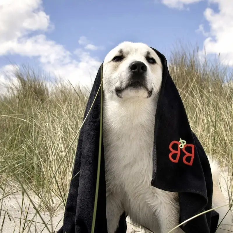Pelspleje til små hunde