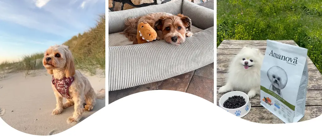 Bichonshoppen — specialister i små hunde med naturlige produkter