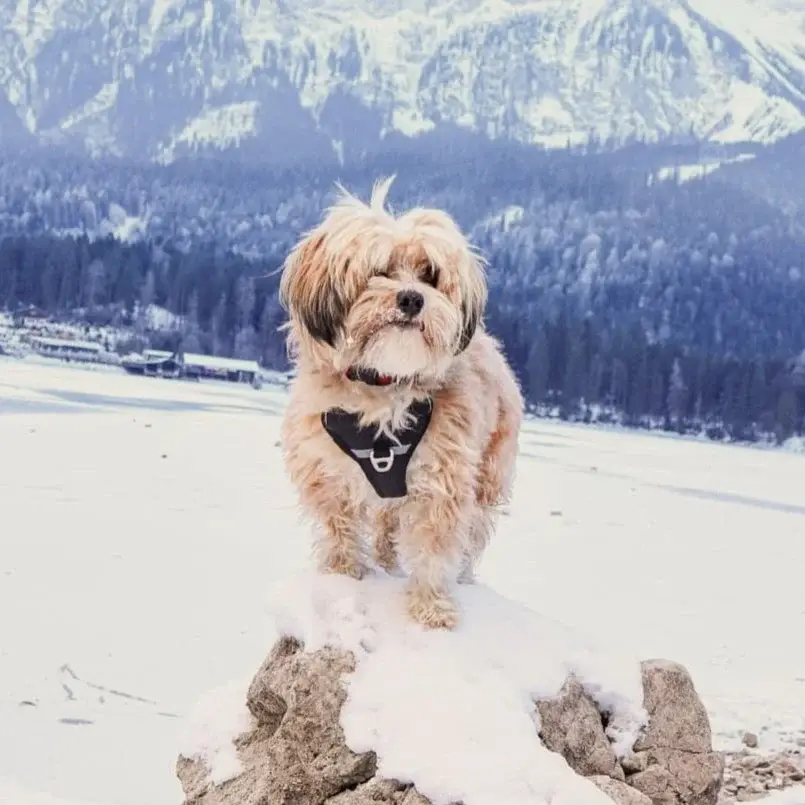 Hundeseler til små hunde